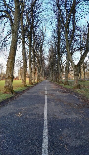 Foto leegte weg langs bomen