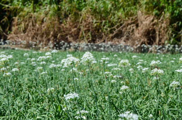 農場のネギの花