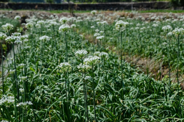 農場のネギの花