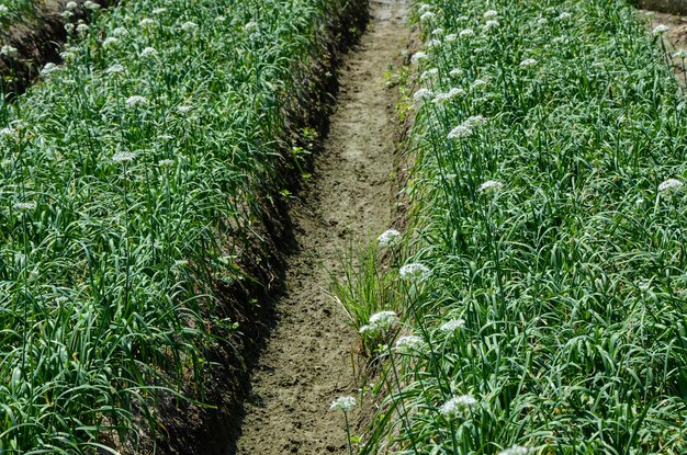 Leek flowers in the farm