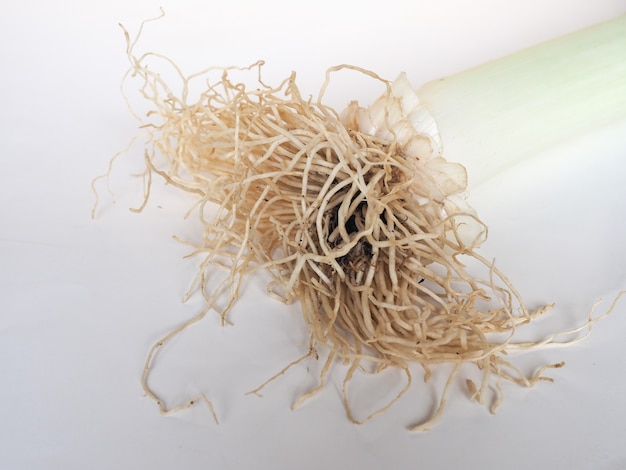 Leek plant root