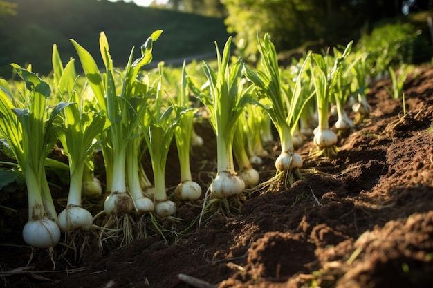 Leek plantation grown naturally in garden