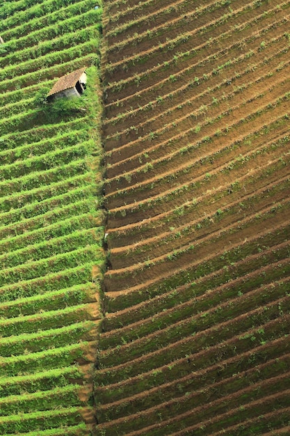 Foto terrazze di piantagioni di porri ad argapura majalengka west java indonesia