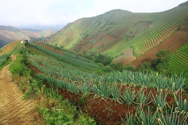 Foto terrazze di piantagioni di porri ad argapura majalengka west java indonesia