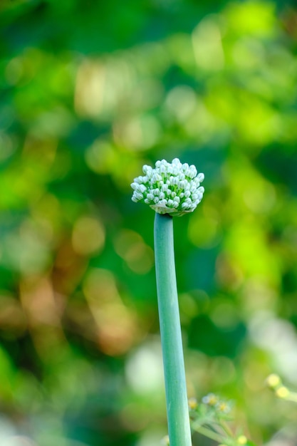 Leek stalk with seeds green background