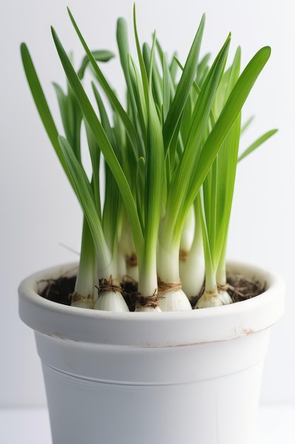 Leeks Growing In White Pot On White Background Generative AI