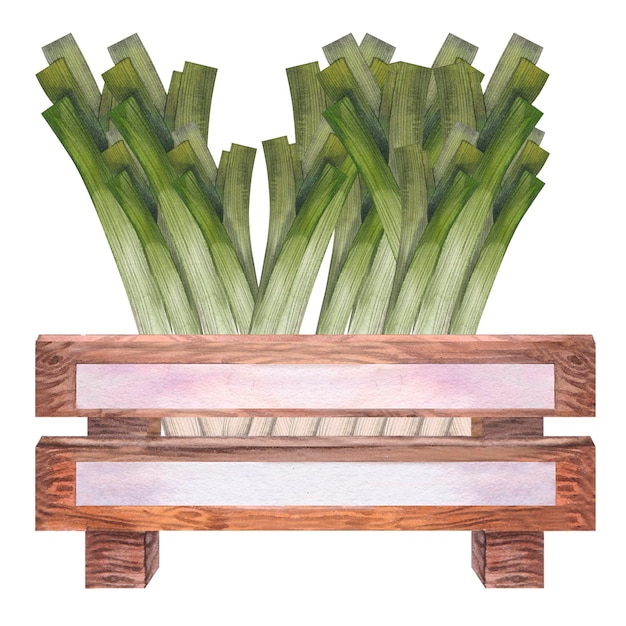 Leeks in a wooden box watercolor illustration Hand drawn on isolated white background