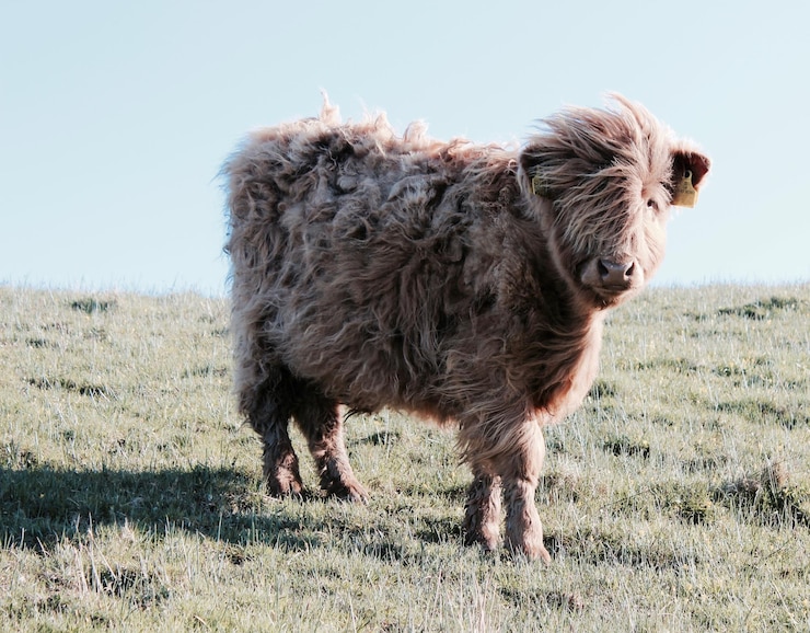 Foto leeuw die in een veld staat