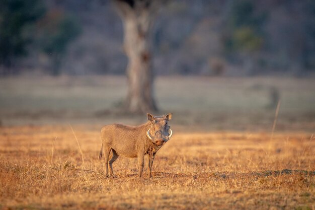 Foto leeuw die in een veld staat