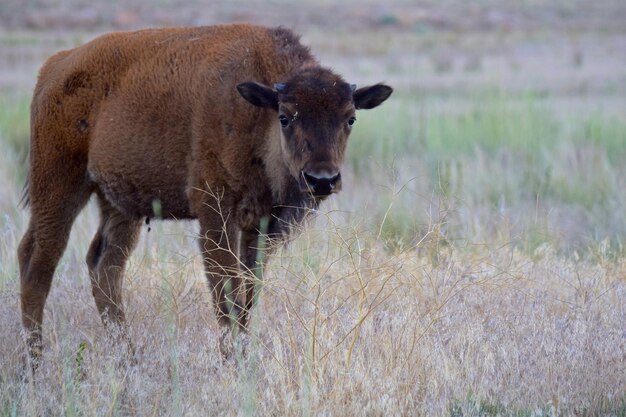 Foto leeuw die in een veld staat