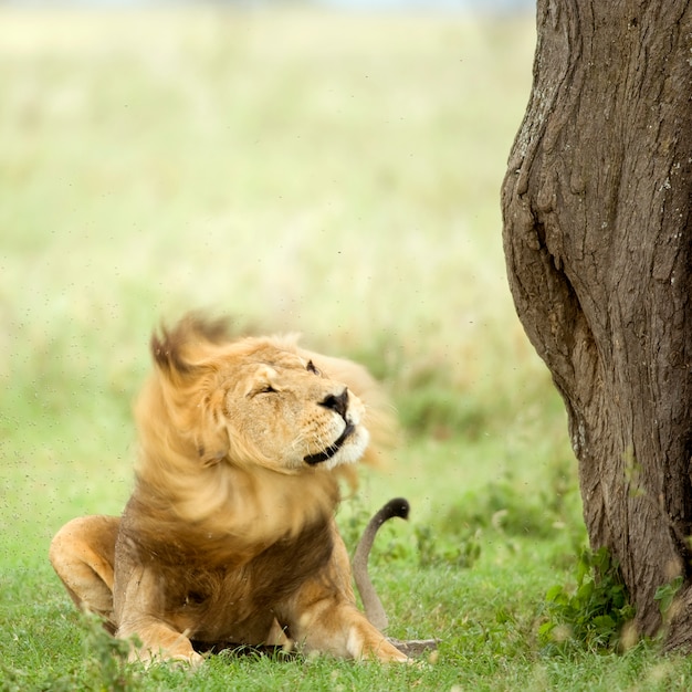 Leeuw die in het gras in de serengeti-reserve ligt
