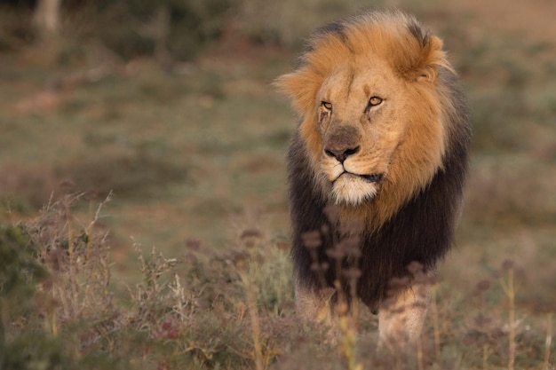 Leeuw die op het grasveld loopt