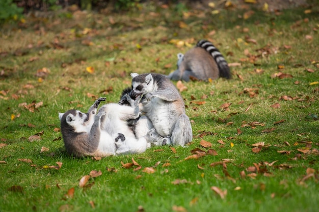 Foto leeuw die op het veld zit