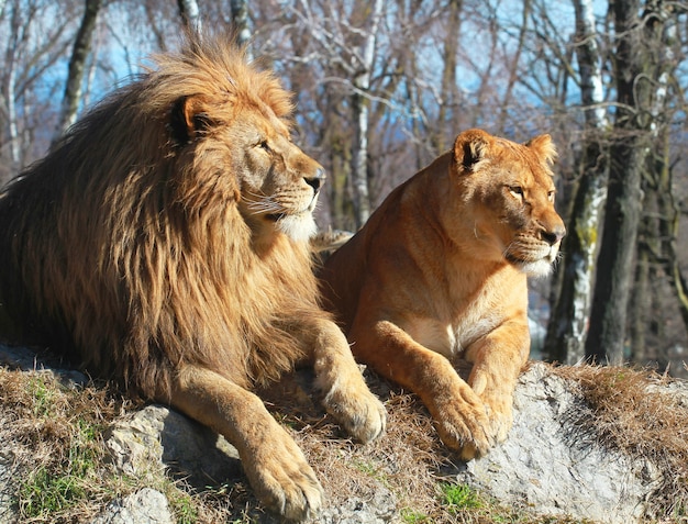 Leeuw en leeuwin in de safari dierentuin