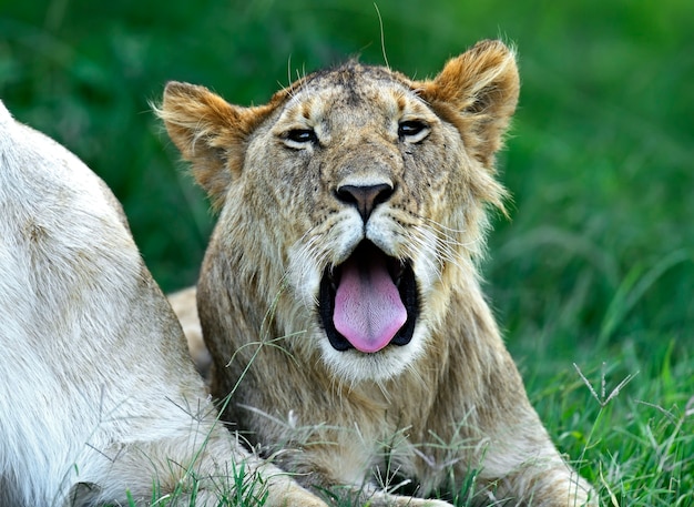 Leeuw in de Afrikaanse savanne Masai Mara