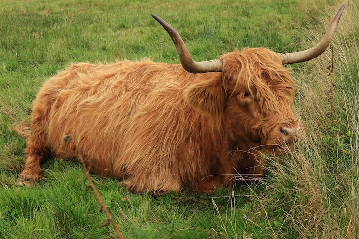 Foto leeuw in een veld