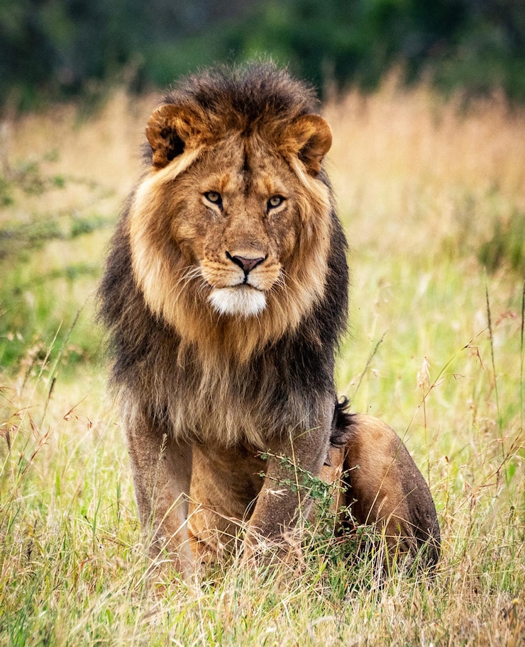 Foto leeuw in een veld