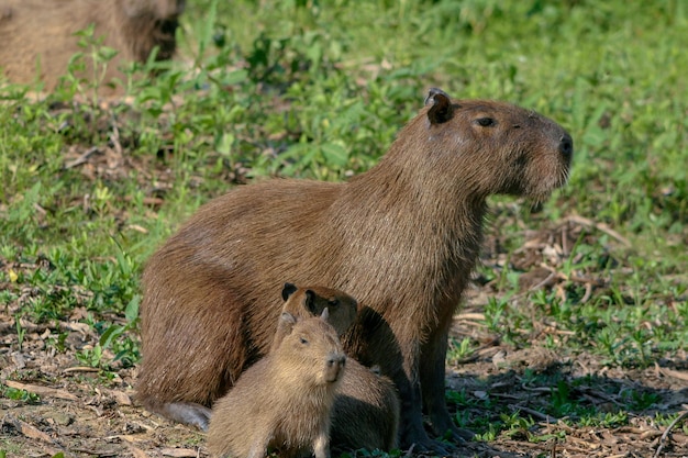 Leeuw in een veld