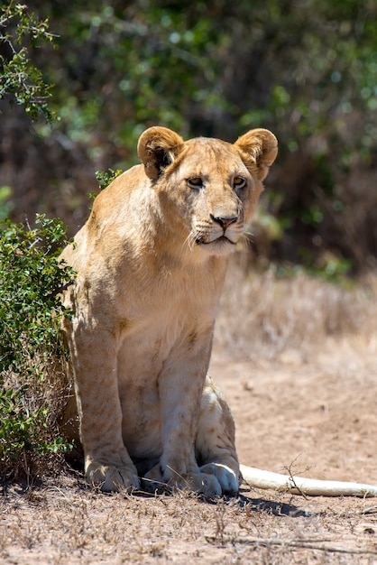 Leeuw in Nationaal park van Kenia, Afrika