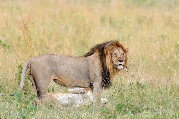 Leeuw in nationaal park van kenia, afrika