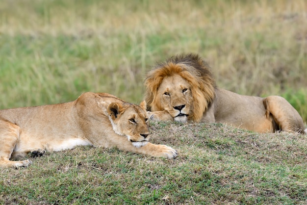 leeuw in Nationaal park van Kenia, Afrika