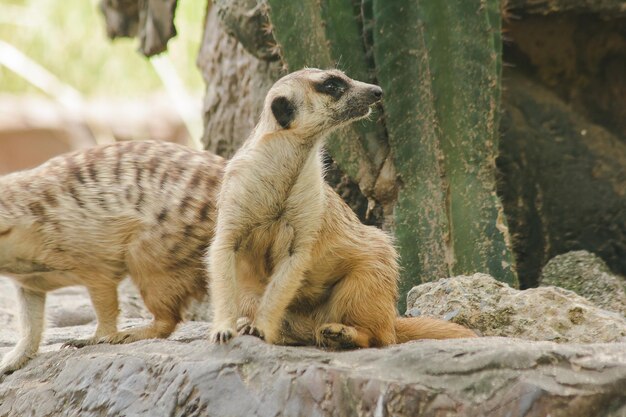 Foto leeuw ontspannen in een dierentuin