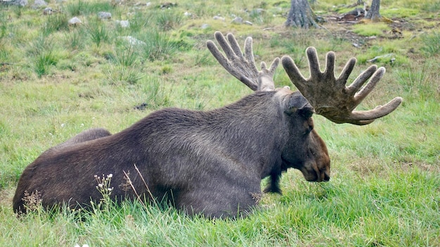 Foto leeuw ontspannen in een veld