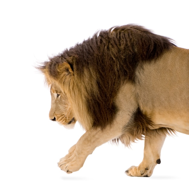 Leeuw, Panthera-leo op een geïsoleerd wit