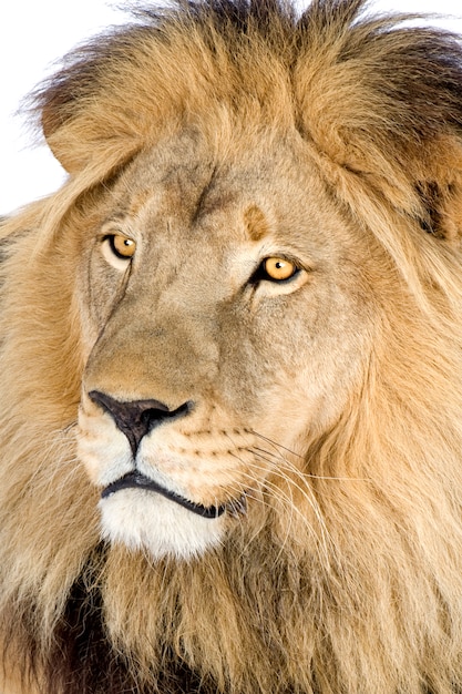 Leeuw, Panthera-leo op een geïsoleerd wit