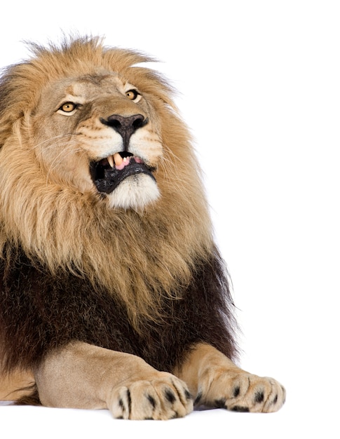 Leeuw, Panthera-leo op een geïsoleerd wit