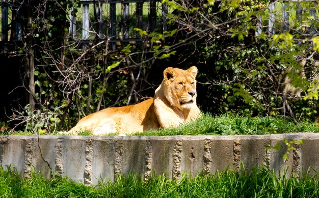 Leeuw, Panthera leo