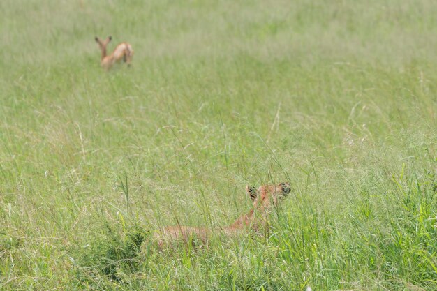 Leeuw Panthera leo