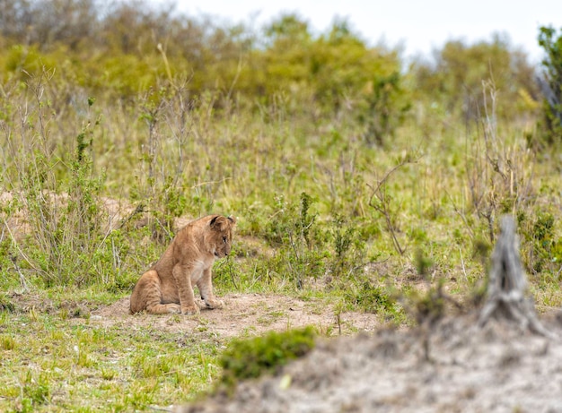 Leeuw Panthera leo