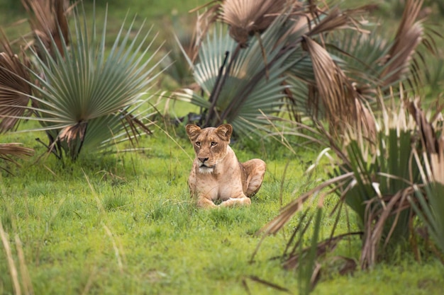 Leeuw Panthera leo