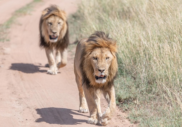 Leeuw Panthera leo