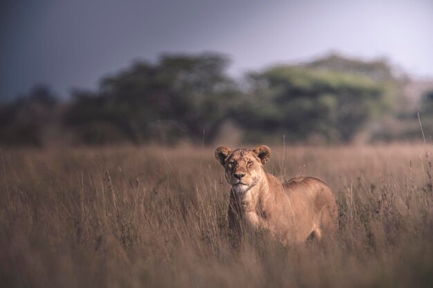 Leeuw Panthera leo