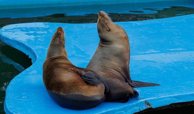 Leeuw zeedier in de zeezoo.