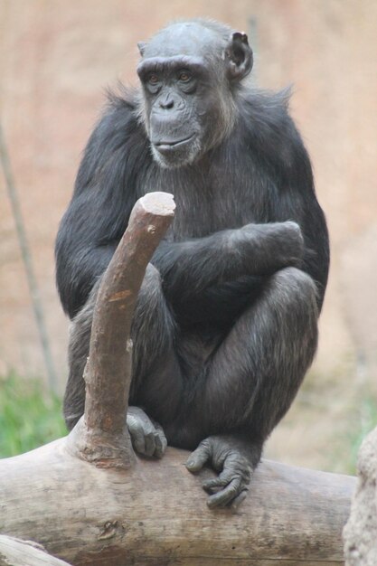 Foto leeuw zit in de dierentuin.