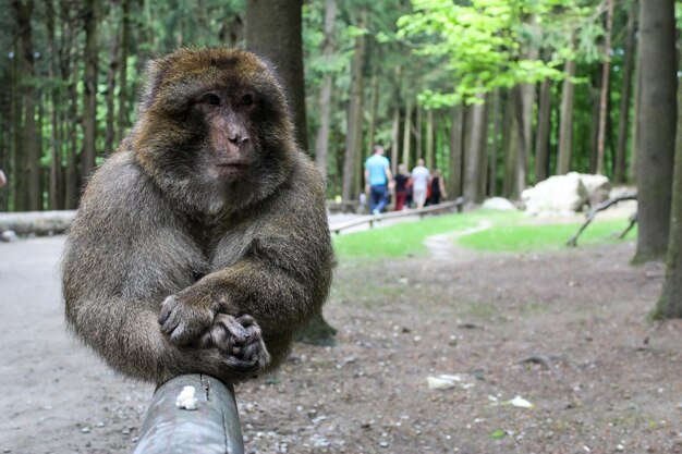 Foto leeuw zit op een boom in de dierentuin.