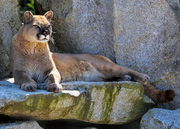 Foto leeuw zit op een rots in de dierentuin