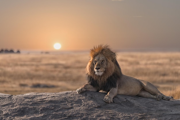 Leeuw zit tegen de hemel tijdens zonsondergang