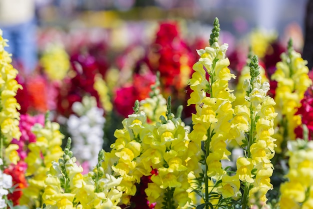 Leeuwebekbloem en groen blad in tuin