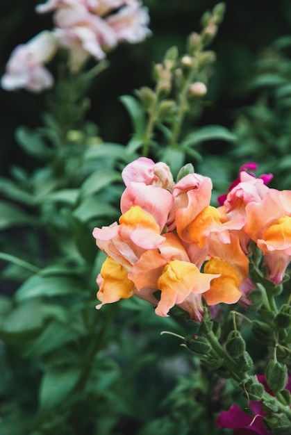 Leeuwenbek bloeit Antirrhinum majus bloemen in de tuin