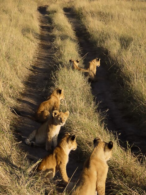 Foto leeuwenkinderen op bandensporen op een grasveld