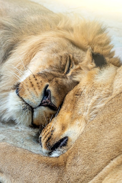 Leeuwenpaar (mannelijk en vrouwelijk) die samen in nationaal park, natuurreservaat of dierentuin dicht omhoog slapen