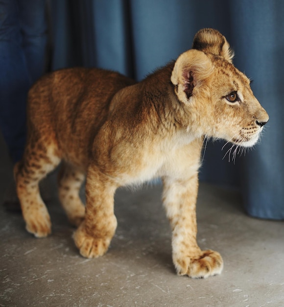 Leeuwenwelp die in de dierentuin loopt