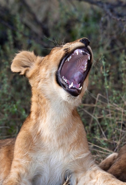 Foto leeuwenwelp panthera leo botswana