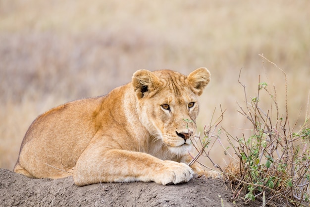 Leeuwin close-up. Serengeti Nationaal Park, Tanzania. Afrikaanse dieren in het wild