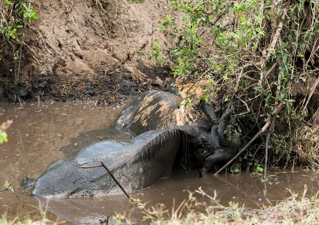Leeuwin die zijn prooi in een modderige rivier houdt, Serengeti, Tanzania, Afrika