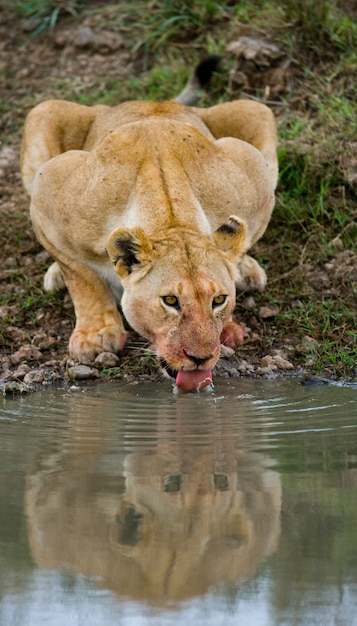 Leeuwin drinkt water uit plassen. Kenia. Tanzania. Masai Mara. Serengeti.